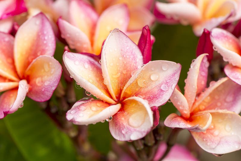Close up Pink-yellow Plumeria or Frangipani flowers with water drop royalty free stock photo Close up Pink-yellow Plumeria or Frangipani flowers with water drop royalty free stock photo