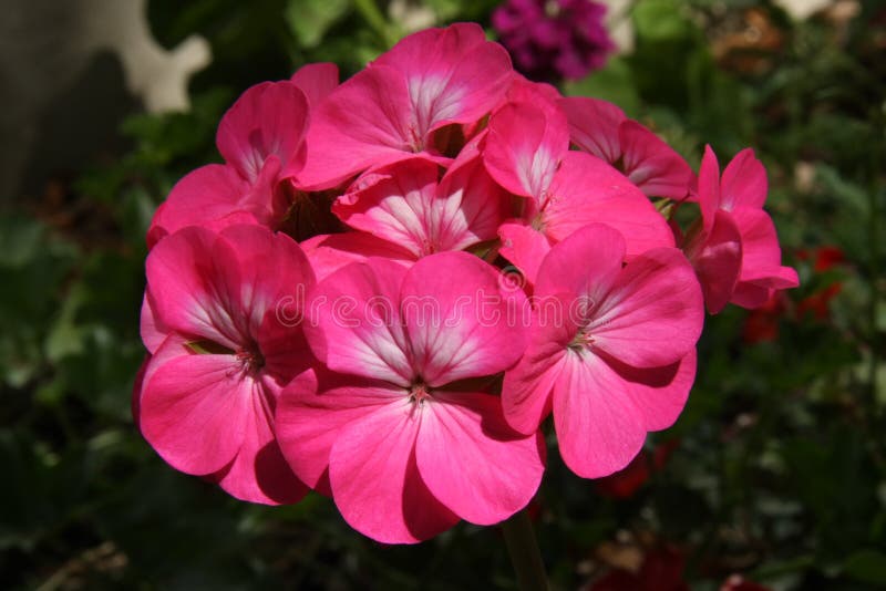 Close-up of pink zonal geranium flower stock image