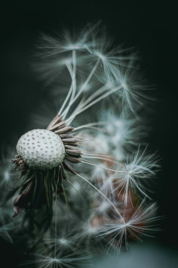 280 Dandelion Pistils Stock Photos - Free & Royalty-Free Stock Photos ...