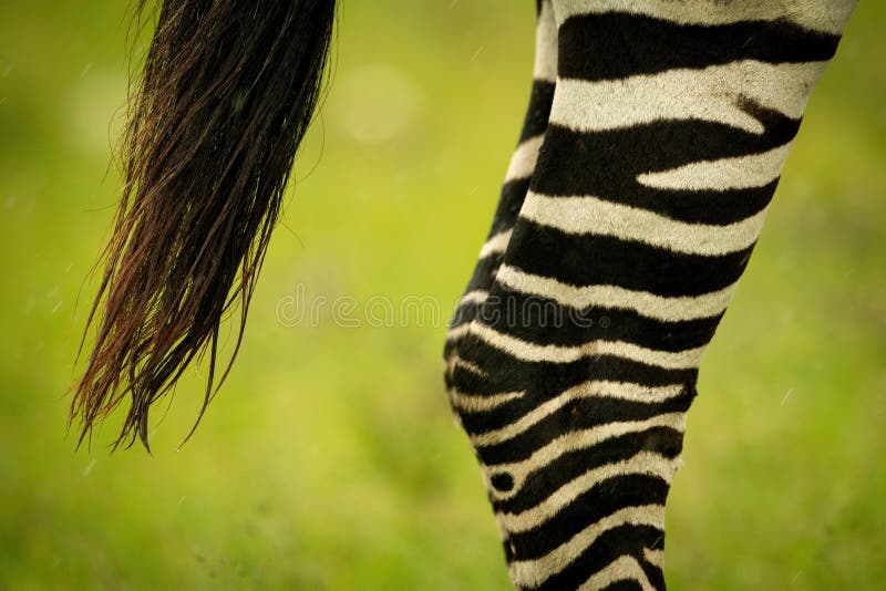 Zebra legs walking stock photo. Image of animal, feet - 11233774