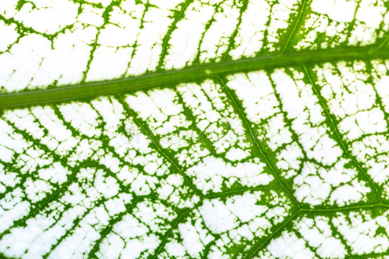 Leaf Epidermis Stomata Under Microscope. Stock Image Image of microscope, botanical 169274723