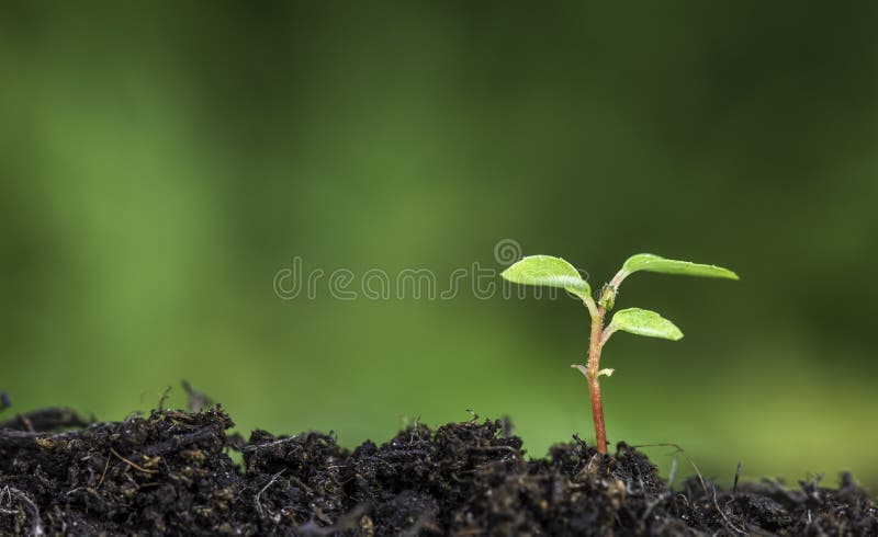 Close up of plant sprouting from the ground with vivid green bokeh background