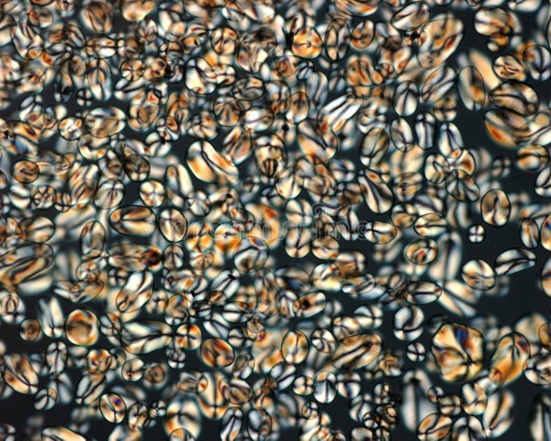 Close'up of plant starch royalty free stock images Close'up of plant starch royalty free stock images