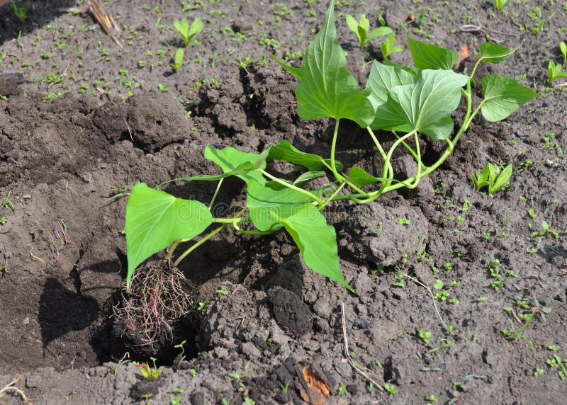 Planting and Grow Sweet Potatoes. Stock Photo Image of grow, sweet
