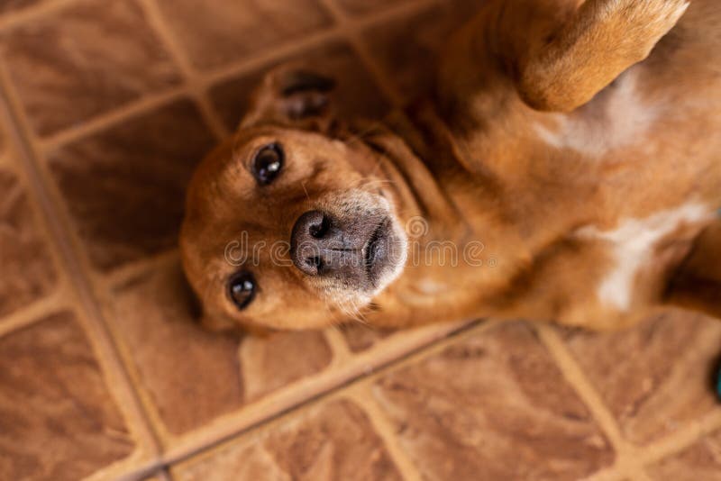 Caramel Colored Dog In Backlight Golden Light Stock Photo Image Of caramel-colored-dog-in-backlight-golden-light-stock-photo-image-of