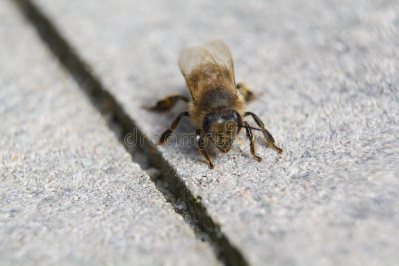 Close-up of pollen-covered bee resting on a patio paving slab.