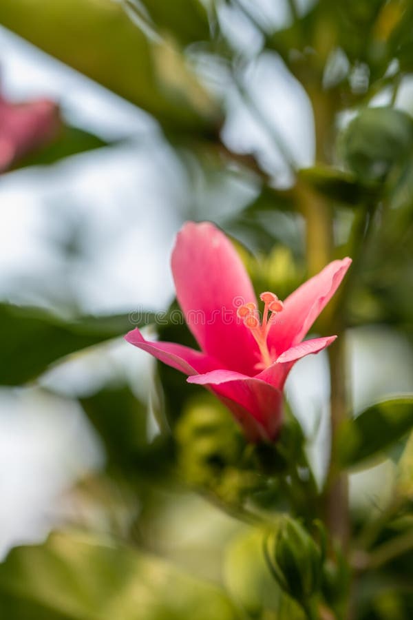 Close Up Pollen Hibiscus Flower.Selective Focus Hibiscus Flower Bloom