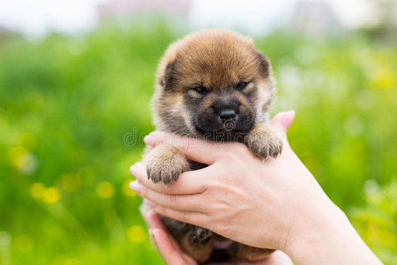 Close-up Portrait of adorable two weeks old shiba inu puppy in the hands of the owner in the buttercup meadow