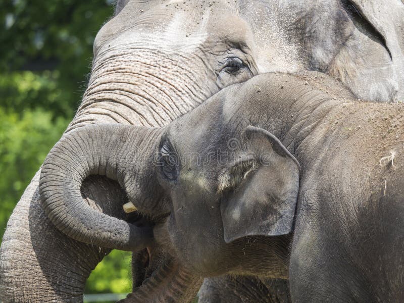 Close up portrait of Asian elephant, Elephas maximus family. Mother and her little baby calf cuddling. Asiatic elephant. Is the only living species of the genus royalty free stock photo Close up portrait of Asian elephant, Elephas maximus family. Mother and her little baby calf cuddling. Asiatic elephant. Is the only living species of the genus royalty free stock photo