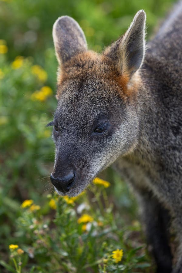 Close up portrait of an Australian Black Swamp Wallaby royalty free stock image
