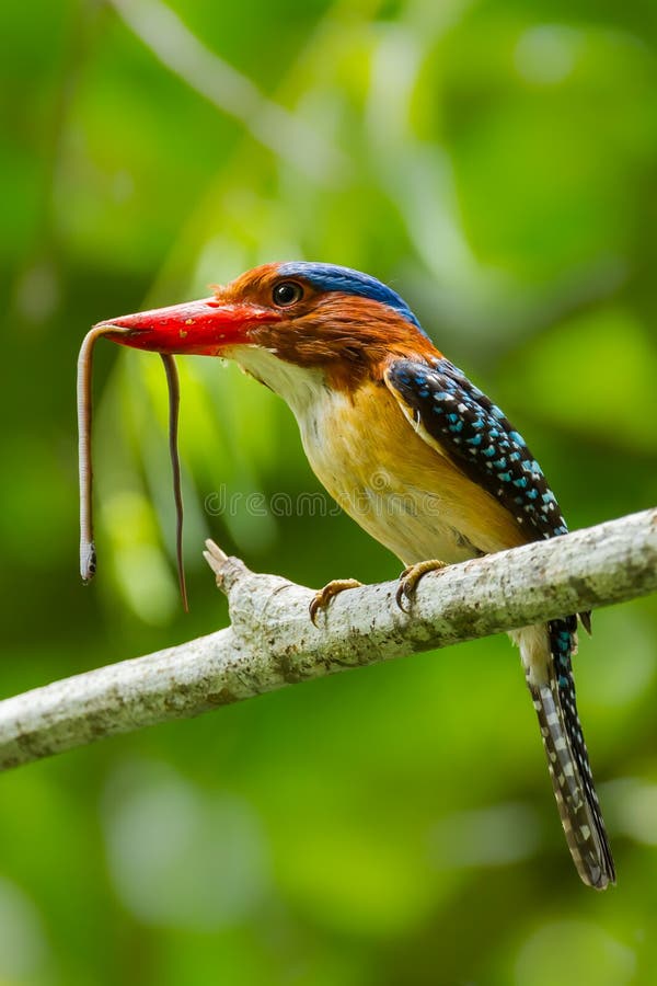 Close up portrait of Banded Kingfisher royalty free stock photos Close up portrait of Banded Kingfisher royalty free stock photos