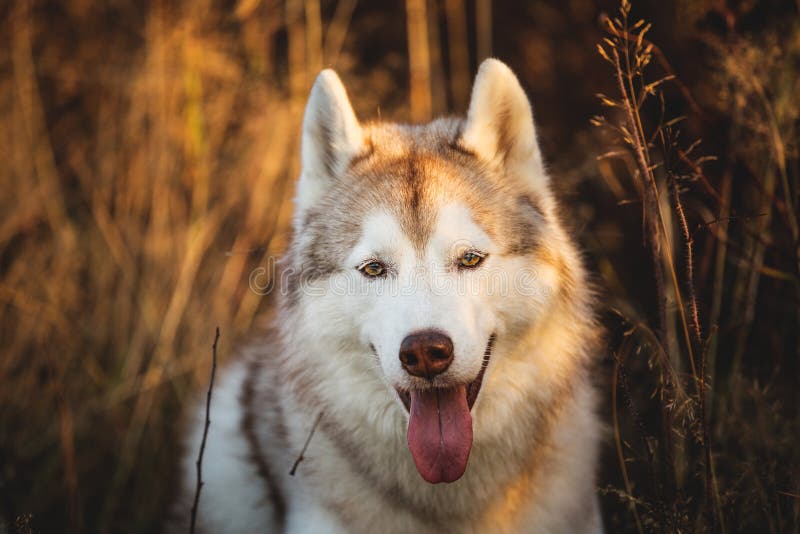 Close-up Portrait of Beautiful Beige and White Dog Breed Siberian Husky ...