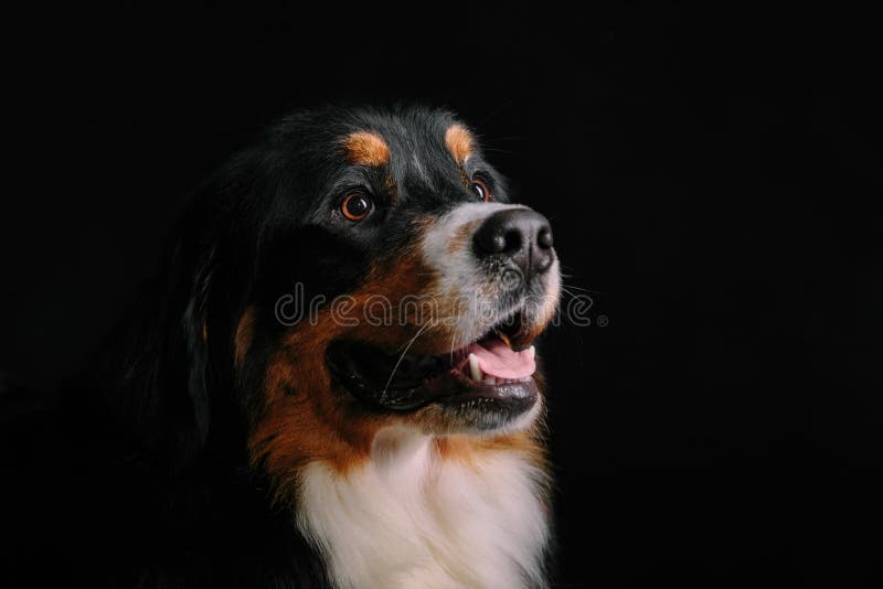 pedigree bernese mountain dog