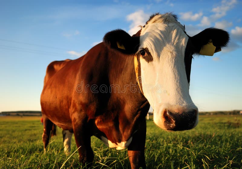 Close-up portrait of brown cow royalty free stock image