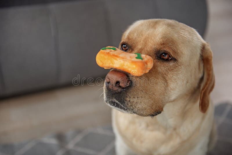 Serious Dog Keeping Food with Nose Stock Image - Image of activity