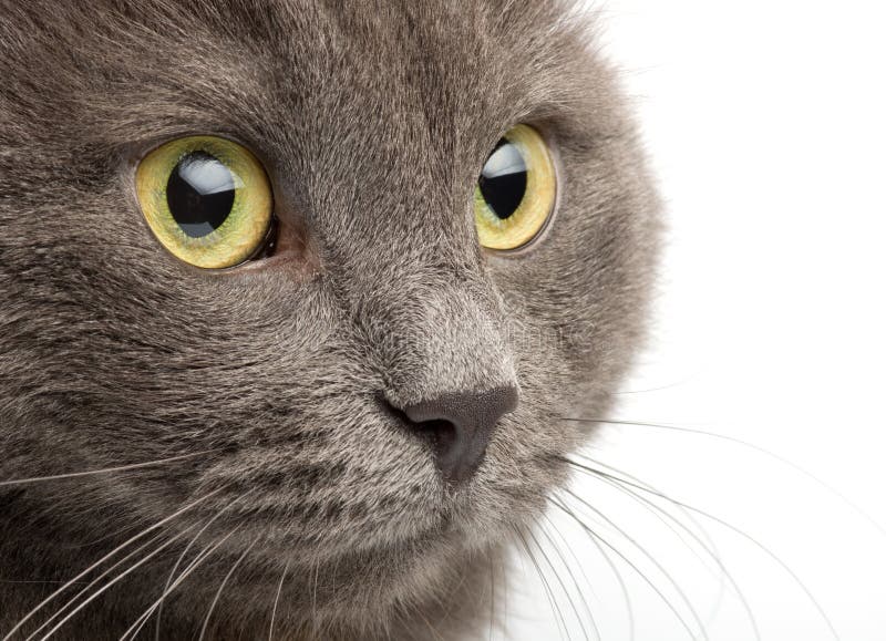 Close-up portrait cat