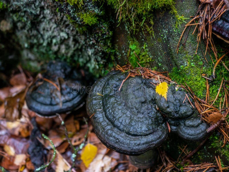 close-up portrait of curing chaga mushrooms on old birch trunks. Growth of red parasitic fungus on trees.