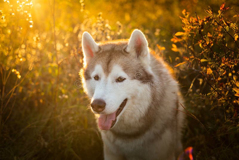 Close-up Portrait of Cute Beige and White Siberian Husky Dog Sitting in ...