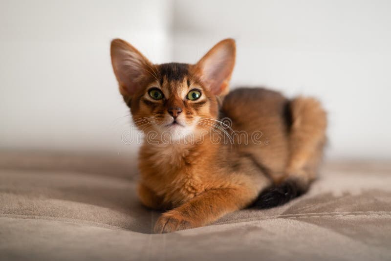 Close-up portrait of a cute somali breed kitten little cat with green eyes is sitting on a sofa.