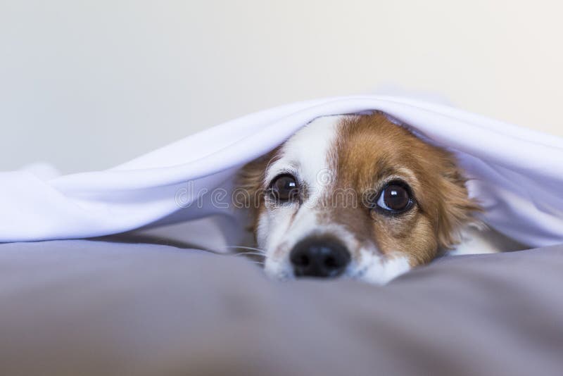 Close up portrait of a cute young small dog over white background. lying on bed with a white sheet over his head. Pets indoors.