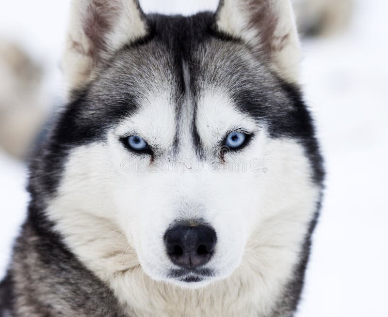 Close up portrait of a dog