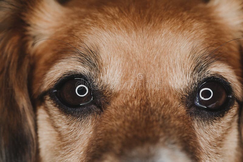 Macro dog eyes stock image. Image of canine, animals 31733757