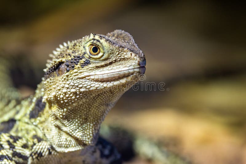 Close up portrait of an Eastern Water Dragon,Intellagama lesueurii,an arboreal agamid found near rivers and creeks. Sydney,Australia.