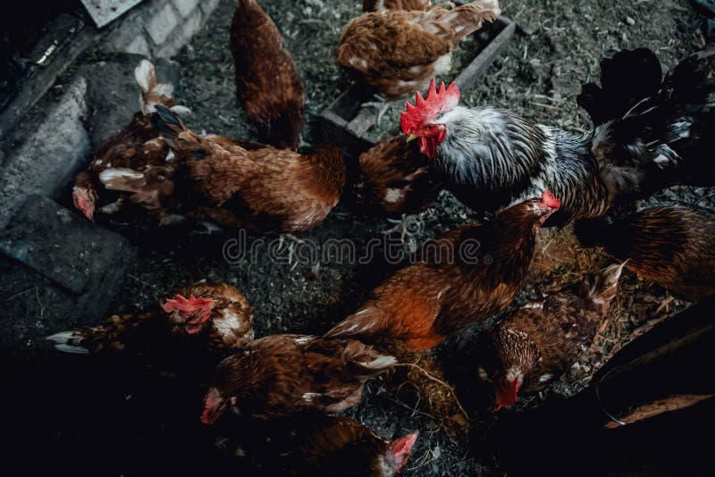 Brown female eggs hen standing show beautiful plumage feather white background use for livestock and farm royalty free stock photo Brown female eggs hen standing show beautiful plumage feather white background use for livestock and farm royalty free stock photo