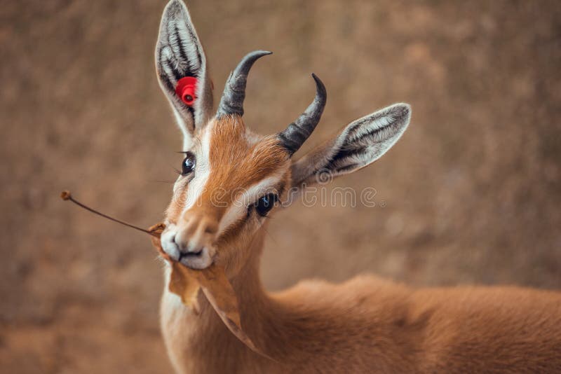 Close Up Portrait of Gazelle Looking at Camera Eating Stock Photo - Image  of desert, design: 179626534