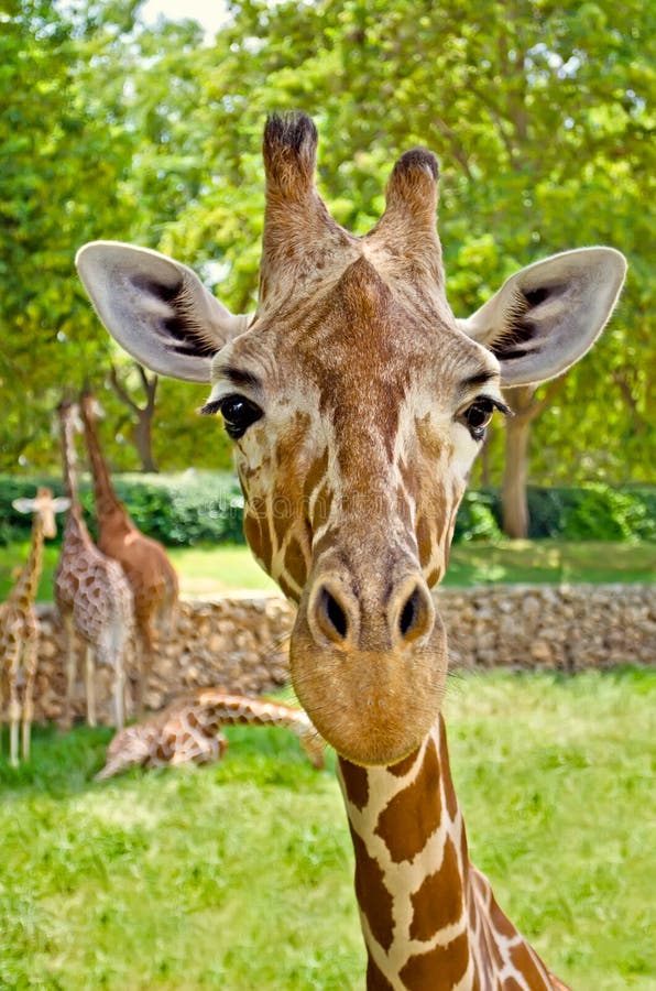 Portrait of a Giraffe Looking Straight at the Camera. Stock Photo