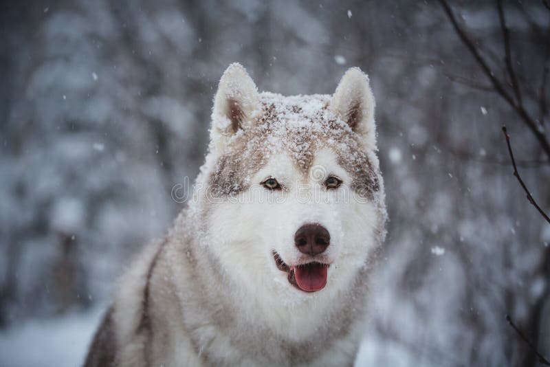 Close-up Portrait of gorgeous and happy Siberian Husky dog sitting on the snow in the mysterious dark forest in winter