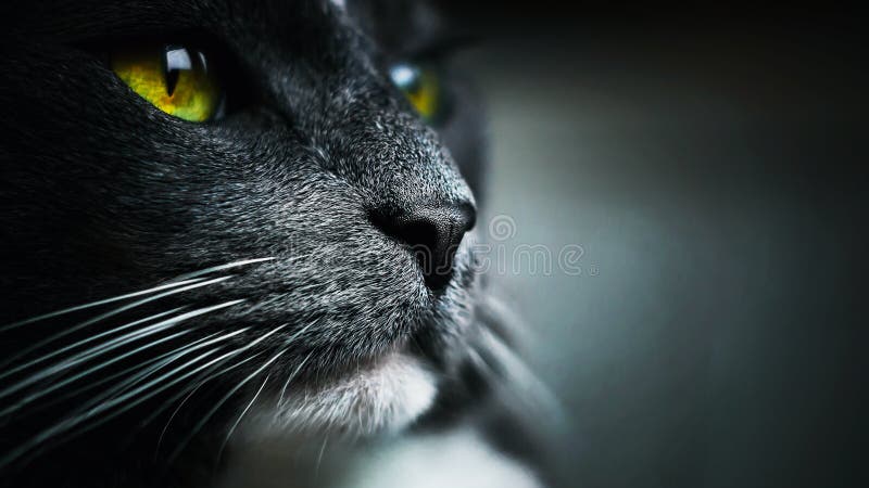 Close-up Portrait of a Gray Domestic Cat with Yellow Eyes and a Black Nose.  a Pet. Macro Stock Image - Image of head, green: 202069761