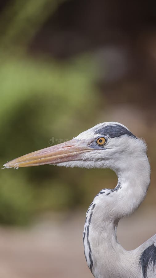 Portrait of Grey heron royalty free stock images Portrait of Grey heron royalty free stock images