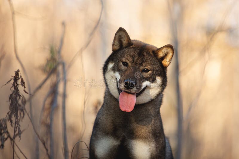 what is the shikoku dog