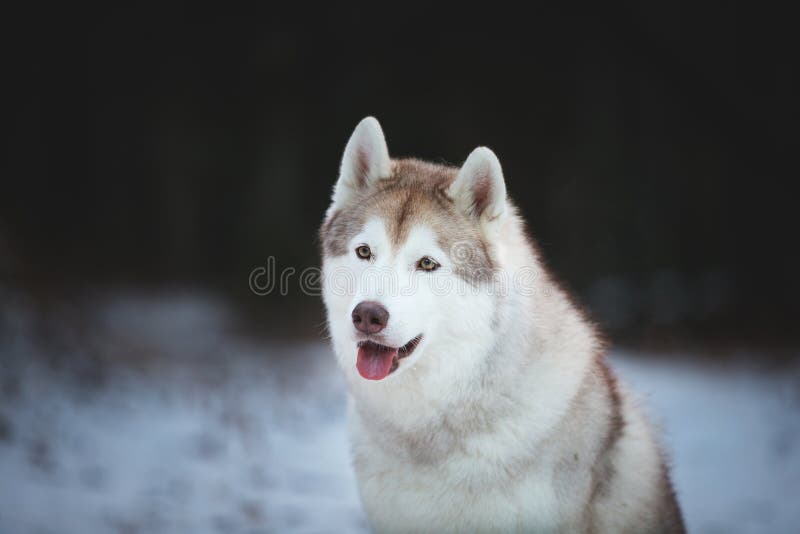 Close-up Portrait of happy and free Siberian Husky dog sitting on the snow path in the dark forest in winter