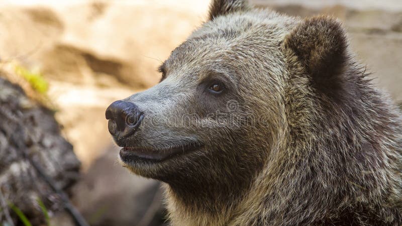 Close up portrait of a happy grizzly bear