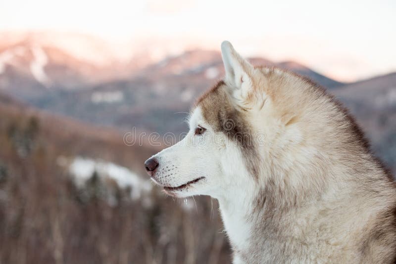 Close-up portrait of siberian Husky dog sitting in winter forest and enjoying the sunset and mountain view view.