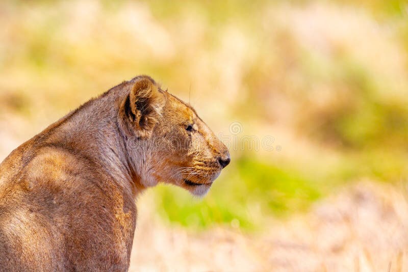 Close-up portrait of one large wild lion in Africa stock images Close-up portrait of one large wild lion in Africa stock images