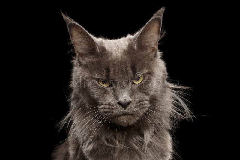 Angry cat looks in front. Stock Photo