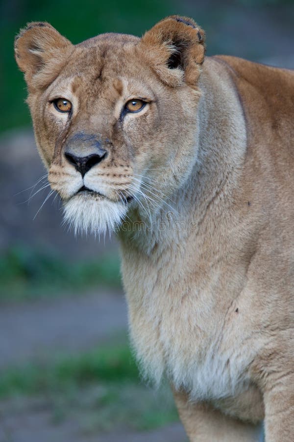 Close-up portrait of a majestic lioness royalty free stock photo