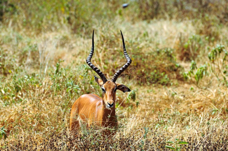 Closeup Portrait of Male Antelope Stock Photo Image of africa