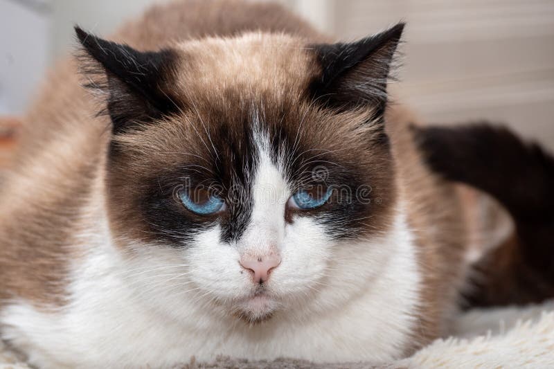 A close-up of a portrait of a multicolored, well-fed elderly lazy cat, with blue eyes on a gray fabric couch. Fluffy tricolor noble perfect cat. A close-up of a portrait of a multicolored, well-fed elderly lazy cat, with blue eyes on a gray fabric couch. Fluffy tricolor noble perfect cat