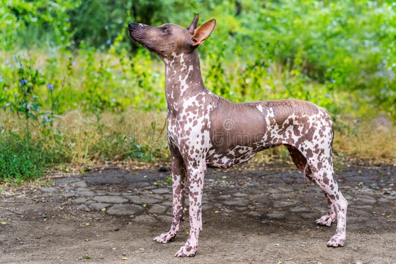 Close up portrait One Mexican hairless dog xoloitzcuintle, Xolo in full growth on a background of green grass and trees in the p. Ark stock photos Close up portrait One Mexican hairless dog xoloitzcuintle, Xolo in full growth on a background of green grass and trees in the p. Ark stock photos