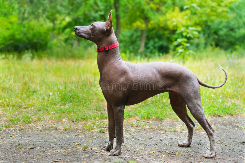 Close up portrait One Mexican hairless dog xoloitzcuintle, Xolo in full growth in a red collar on a background of green grass an