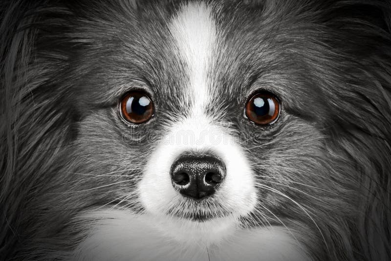 Close-up portrait of a papillon breed dog