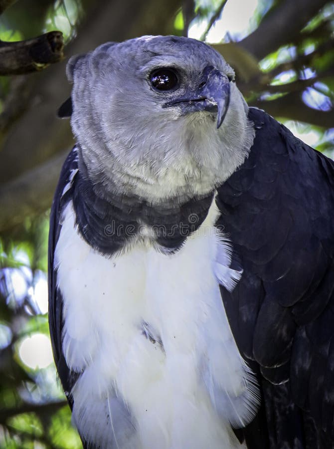 Harpy Eagle Raptor stock photo. Image of habitat, american - 156502090