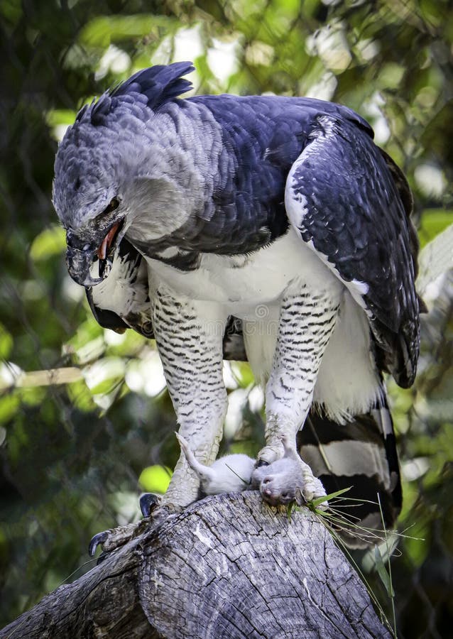 Harpy Eagle Raptor Feeding stock photo. Image of banded - 156502598