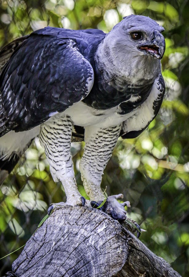 Harpy Eagle Raptor Feeding stock photo. Image of guinea - 156503006