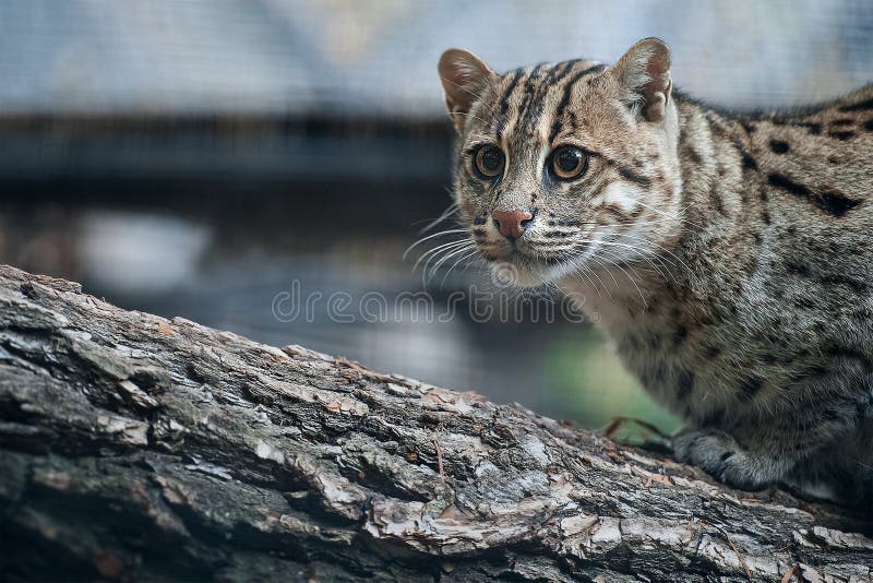 Close Up Portrait Prionailurus Viverrinus. the Fishing Cat is the State Animal of West Bengal Stock Photo - Image of environment, india: 165608134 Close Up Portrait Prionailurus Viverrinus. the Fishing Cat is the State Animal of West Bengal Stock Photo - Image of environment, india: 165608134