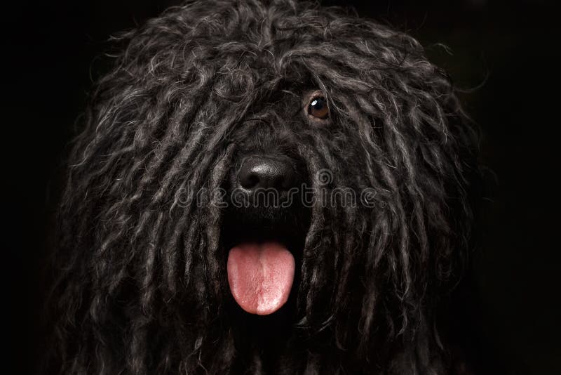 Close up Portrait of head Puli Dog on Black. Puli stock images, royalty-free photos and pictures